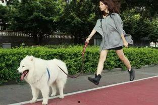 国产小区遛狗在线观看,温馨日常，宠物相伴