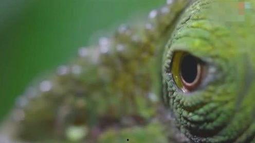 变色龙国产电影在线观看,国产悬疑电影，揭秘身份之谜